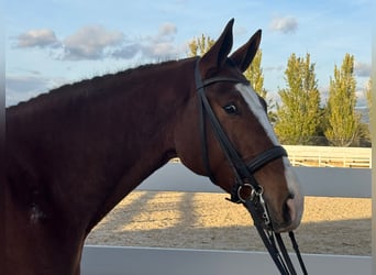 Spanisches Sportpferd, Wallach, 7 Jahre, 170 cm, Rotbrauner