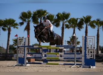 Spanisches Sportpferd, Wallach, 7 Jahre, 171 cm, Rappe