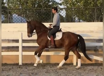 Spanisches Sportpferd, Wallach, 7 Jahre, 172 cm, Rotbrauner