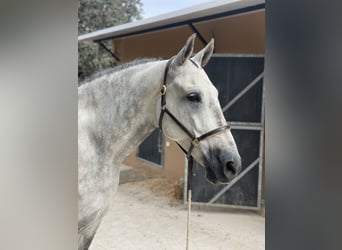 Spanisches Sportpferd, Wallach, 7 Jahre, 173 cm, Schimmel