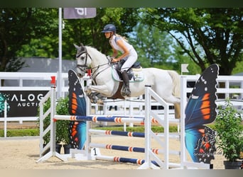 Spanisches Sportpferd, Wallach, 8 Jahre, 148 cm, Schimmel
