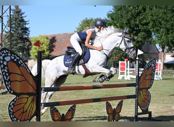 Spanisches Sportpferd, Wallach, 8 Jahre, 148 cm, Schimmel