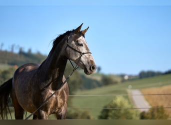 Spanisches Sportpferd Mix, Wallach, 8 Jahre, 158 cm, Apfelschimmel
