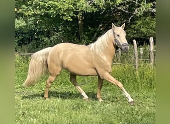 Spanisches Sportpferd, Wallach, 8 Jahre, 167 cm, Palomino