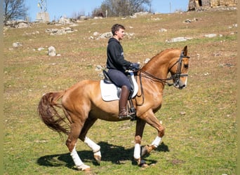 Spanisches Sportpferd, Wallach, 8 Jahre, 167 cm, Rotfuchs