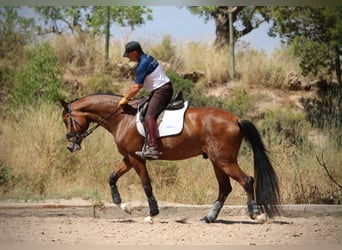 Spanisches Sportpferd, Wallach, 8 Jahre, 168 cm, Brauner