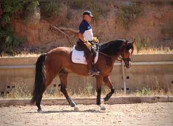 Spanisches Sportpferd, Wallach, 8 Jahre, 168 cm, Brauner