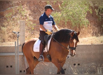 Spanisches Sportpferd, Wallach, 8 Jahre, 168 cm, Brauner