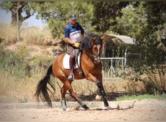 Spanisches Sportpferd, Wallach, 8 Jahre, 168 cm, Brauner