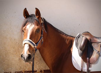 Spanisches Sportpferd, Wallach, 8 Jahre, 168 cm, Brauner