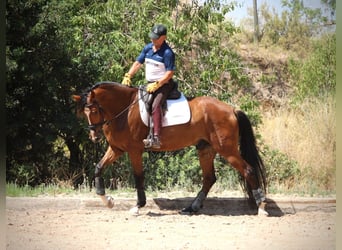 Spanisches Sportpferd, Wallach, 8 Jahre, 168 cm, Brauner