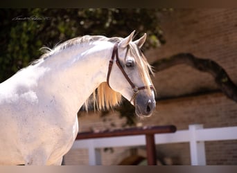 Spanisches Sportpferd, Wallach, 8 Jahre, 169 cm, Schimmel