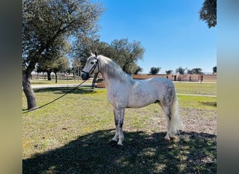 Spanisches Sportpferd, Wallach, 8 Jahre, 170 cm, Schimmel