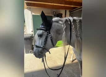 Spanisches Sportpferd, Wallach, 9 Jahre, 152 cm, Schimmel