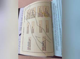 Spanisches Sportpferd, Wallach, 9 Jahre, 160 cm, Rappe