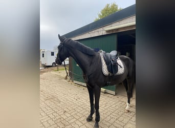 Spanisches Sportpferd, Wallach, 9 Jahre, 160 cm, Rappe