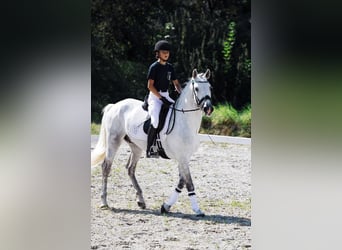 Spanisches Sportpferd, Wallach, 9 Jahre, 160 cm, Schimmel
