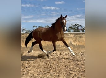 Spanisches Sportpferd Mix, Wallach, 9 Jahre, 163 cm, Hellbrauner