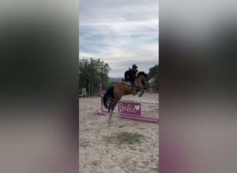 Spanisches Sportpferd Mix, Wallach, 9 Jahre, 163 cm, Hellbrauner