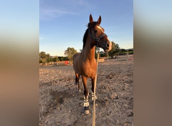 Spanisches Sportpferd Mix, Wallach, 9 Jahre, 163 cm, Hellbrauner