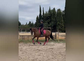 Spanisches Sportpferd Mix, Wallach, 9 Jahre, 163 cm, Hellbrauner