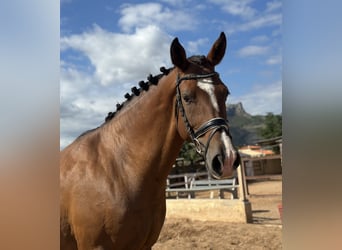 Spanisches Sportpferd Mix, Wallach, 9 Jahre, 163 cm, Hellbrauner