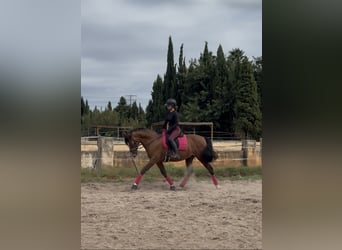 Spanisches Sportpferd Mix, Wallach, 9 Jahre, 163 cm, Hellbrauner
