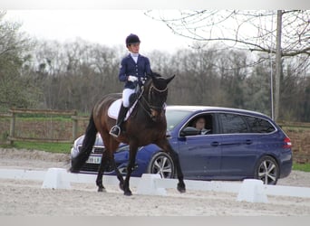 Spanisches Sportpferd, Wallach, 9 Jahre, 164 cm, Dunkelbrauner