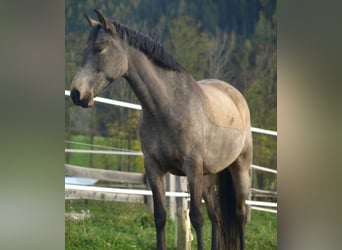 Spanisches Sportpferd, Wallach, 9 Jahre, 165 cm, Falbe