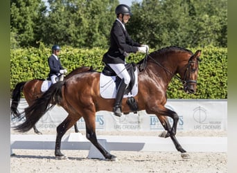 Spanisches Sportpferd, Wallach, 9 Jahre, 165 cm, Hellbrauner