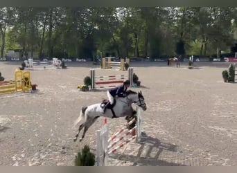 Spanisches Sportpferd, Wallach, 9 Jahre, 165 cm, Schimmel