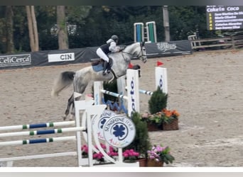 Spanisches Sportpferd, Wallach, 9 Jahre, 165 cm, Schimmel