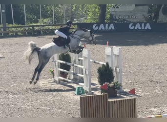 Spanisches Sportpferd, Wallach, 9 Jahre, 165 cm, Schimmel