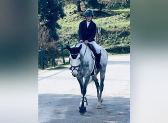 Spanisches Sportpferd, Wallach, 9 Jahre, 165 cm, Schimmel