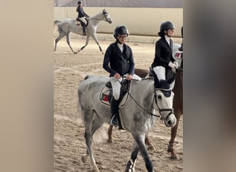 Spanisches Sportpferd, Wallach, 9 Jahre, 165 cm, Schimmel