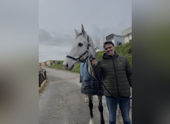 Spanisches Sportpferd, Wallach, 9 Jahre, 165 cm, Schimmel