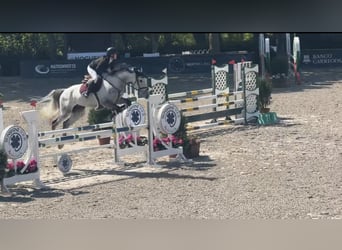 Spanisches Sportpferd, Wallach, 9 Jahre, 165 cm, Schimmel