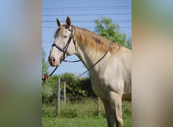 Spanisches Sportpferd, Wallach, 9 Jahre, 170 cm, Cremello
