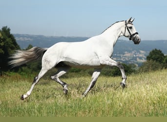 Spanisches Sportpferd, Wallach, 9 Jahre, 170 cm, Schimmel
