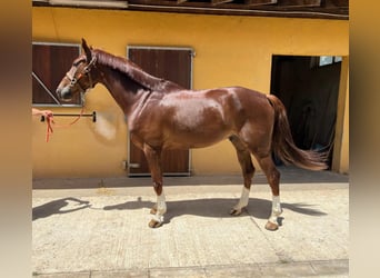 Spanisches Sportpferd, Wallach, 9 Jahre, Fuchs