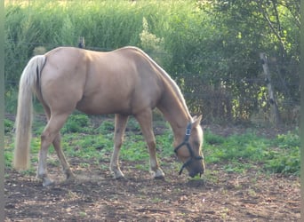Spanish Sporthorse, Gelding, 10 years, 14.1 hh, Palomino