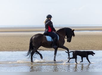 Spanish Sporthorse, Gelding, 10 years, 14.2 hh, Black