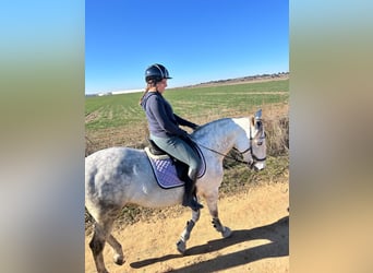 Spanish Sporthorse, Gelding, 10 years, 15,2 hh, Gray-Dapple