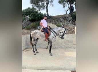 Spanish Sporthorse, Gelding, 10 years, 16,1 hh, Gray-Dapple