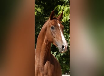 Spanish Sporthorse, Gelding, 10 years, 16.2 hh, Chestnut-Red