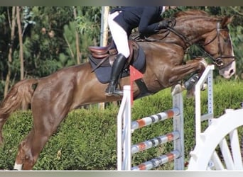 Spanish Sporthorse, Gelding, 10 years, 17.1 hh, Chestnut-Red