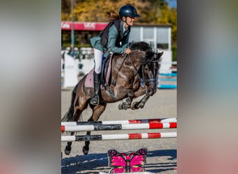 Spanish Sporthorse, Gelding, 11 years, 12,2 hh, Black