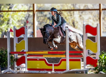 Spanish Sporthorse, Gelding, 11 years, 12,2 hh, Black