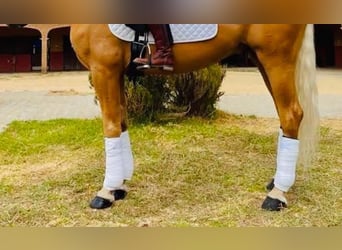 Spanish Sporthorse, Gelding, 11 years, 16.1 hh, Palomino