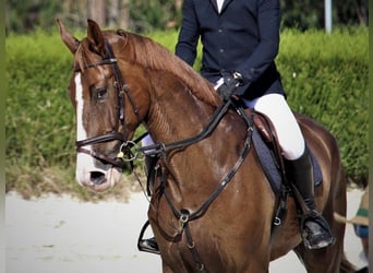 Spanish Sporthorse, Gelding, 11 years, 17.1 hh, Chestnut-Red